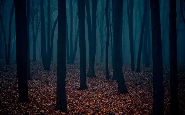 Bosques tenebrosos wallpaper - Imagui