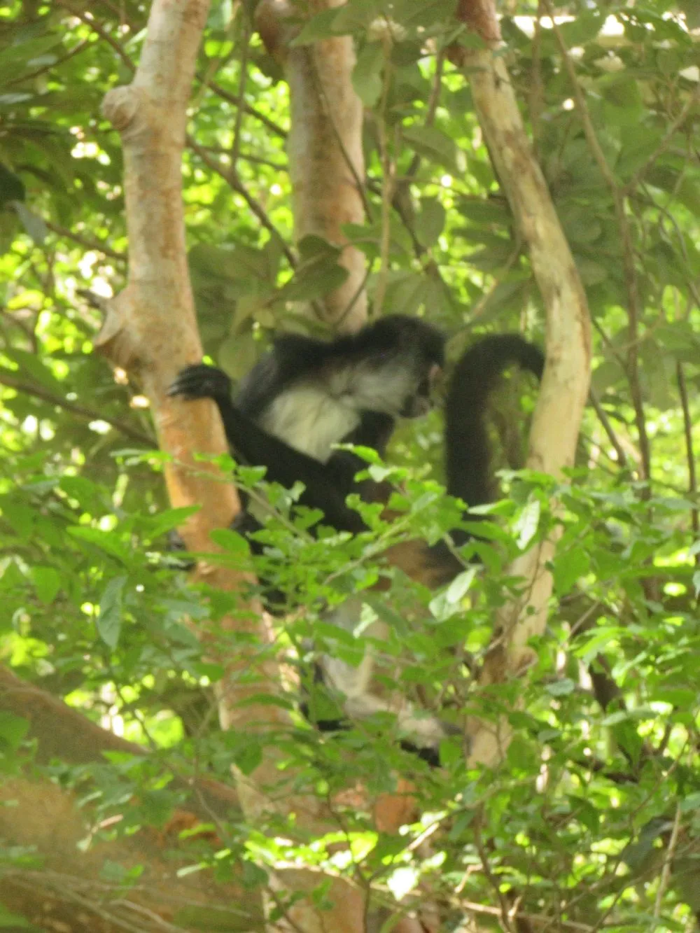 Bosques tropicales, ecosistemas con gran riqueza de especies | Secretaría de  Medio Ambiente y Recursos Naturales | Gobierno | gob.mx