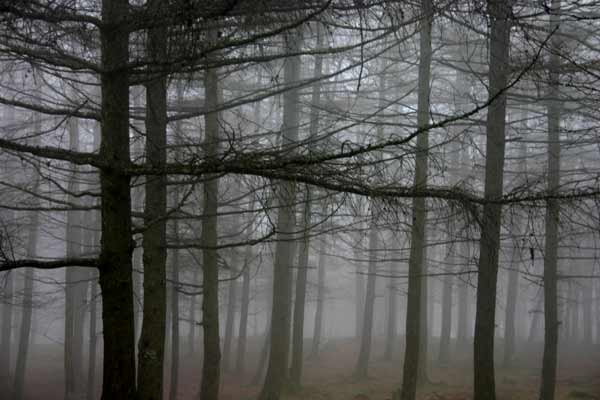 Los bosques se vuelven tenebrosos de noche. | Escritos de Pesadilla