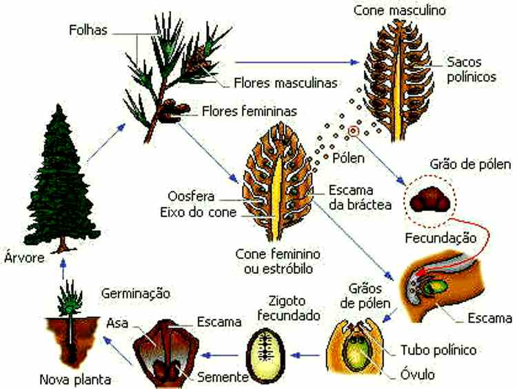 BOTANICA ELEMENTAL : septiembre 2012