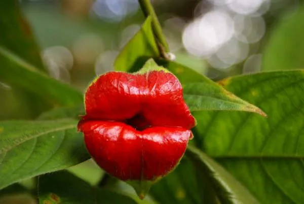 Botánica Y Vida: La flor del beso del Putumayo (