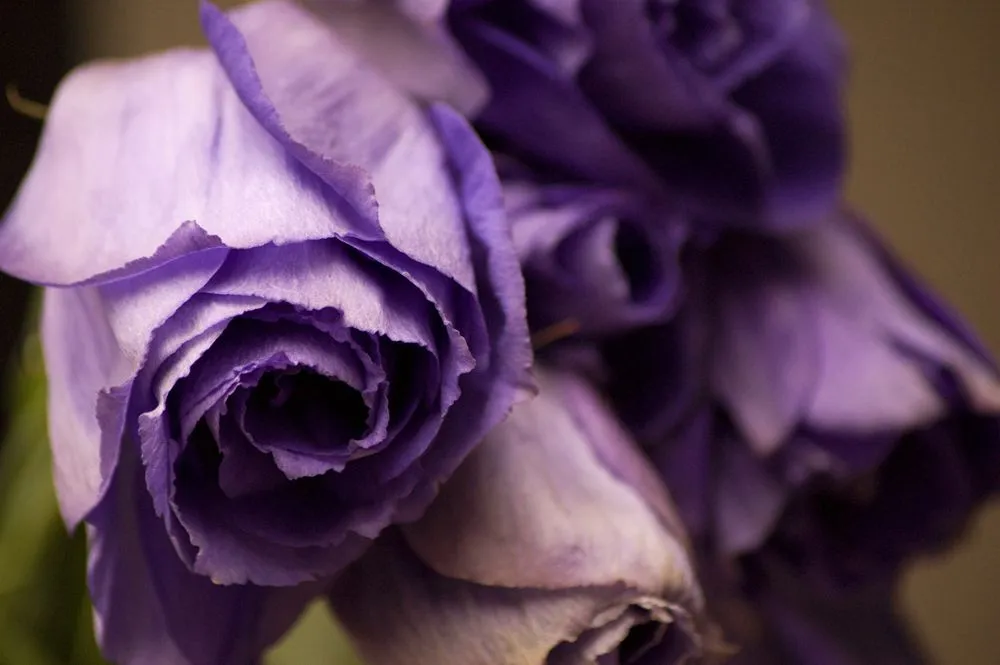 los botones de mi mamá: Flores: naturaleza impresionante