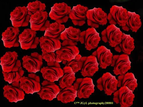 Bouquet de Rosas Rojas 2008 ©™ JGyL 2008® - a photo on Flickriver