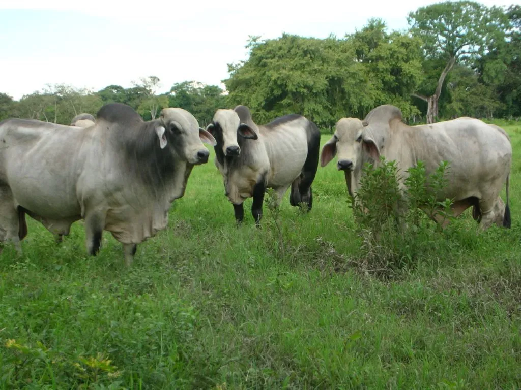 BOVINOS BRAHMAN