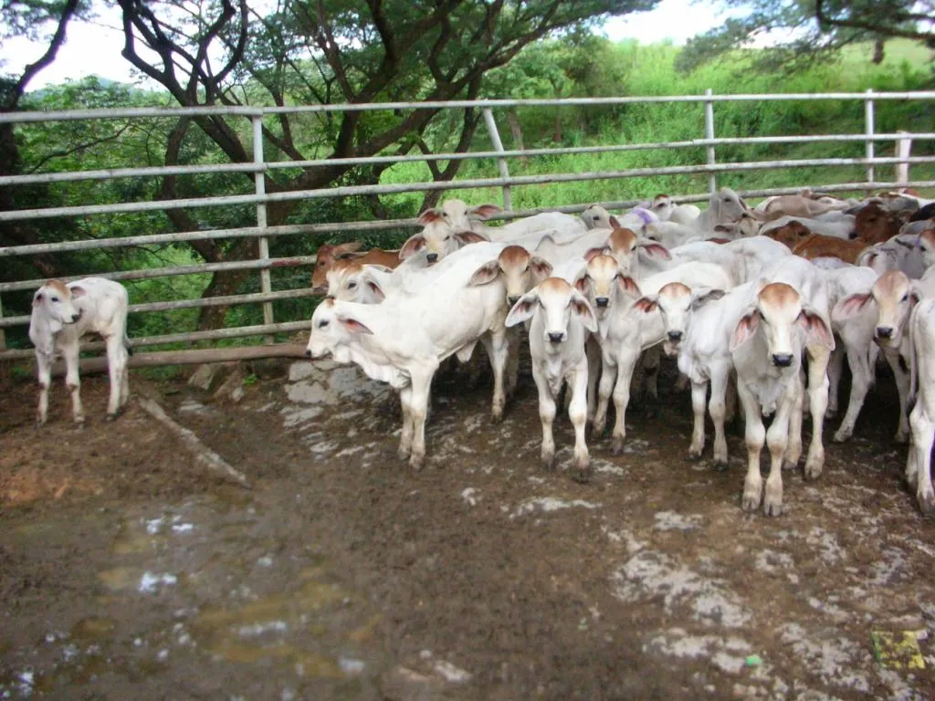 BOVINOS BRAHMAN