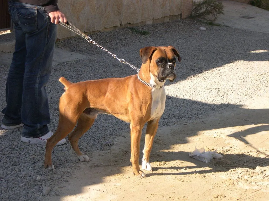 boxer (2) | Cuidar de tu perro es facilisimo.