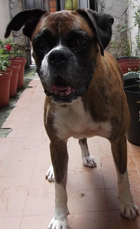 boxer para adoção | Anjos de Bigode