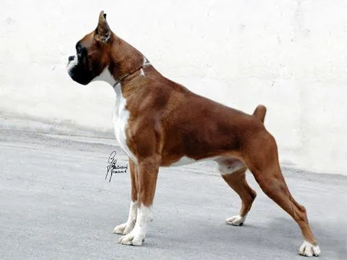 Boxer Americano