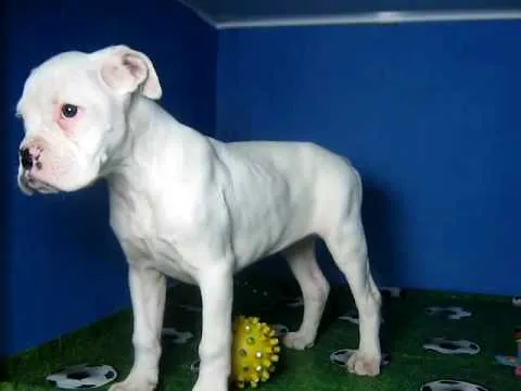 Boxer Blanco Macho STA REF:214 12/02/09 - YouTube