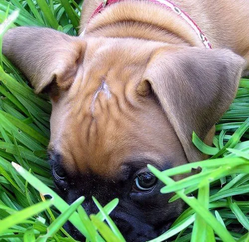 BOXER CÃO