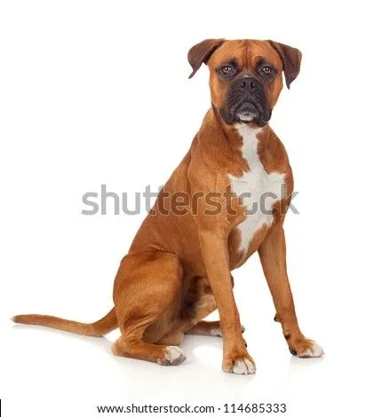 Boxer Dog Stock Photos, Boxer Dog Stock Photography, Boxer Dog ...