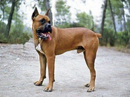 Boxer, fotos, razas de perro