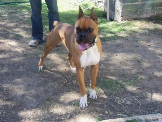 Boxer leonado - Imagui