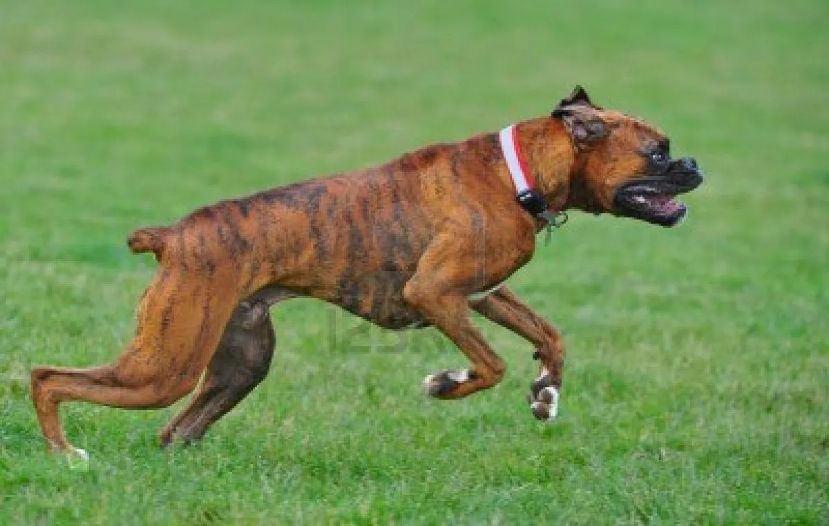 BOXER | nuestras mascotas