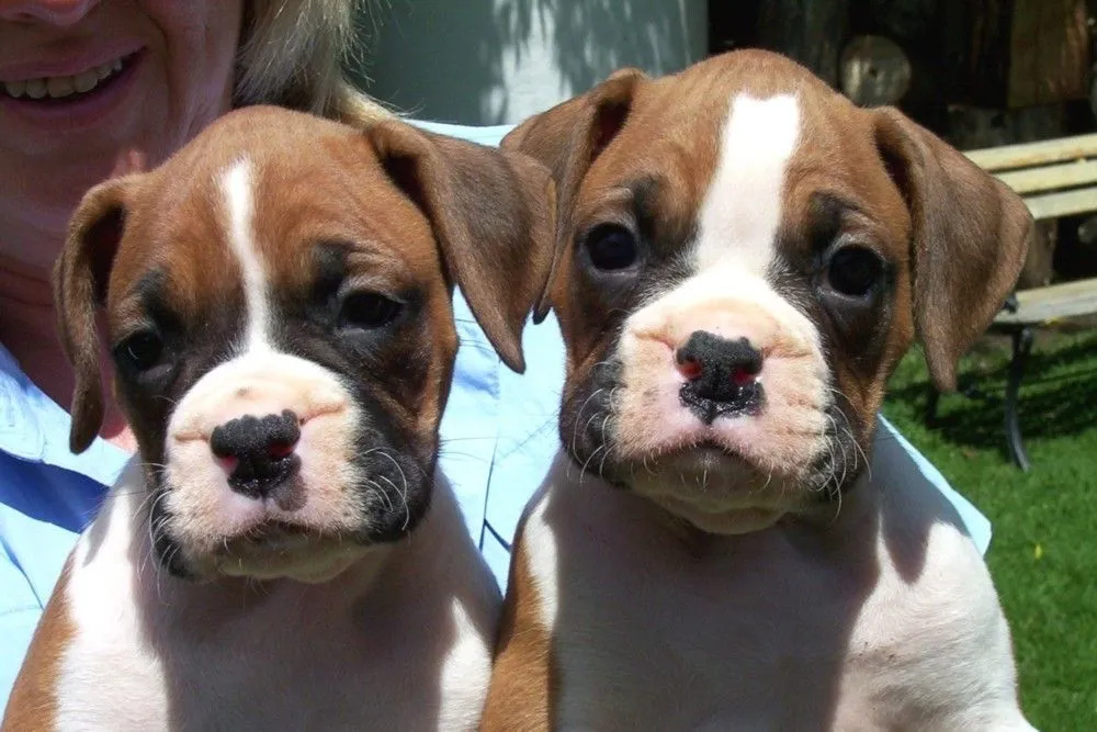 el boxer es un perro grande de pelo corto muy apropiado como mascota y ...