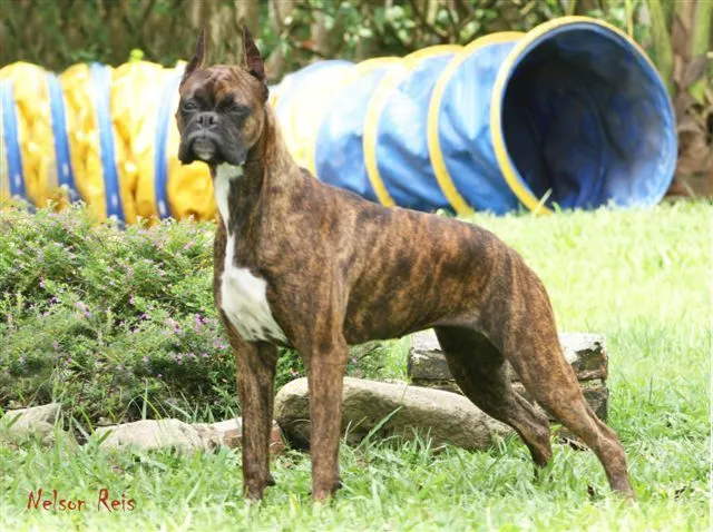 Boxer: Uma babá quase perfeita | Au au au!!!