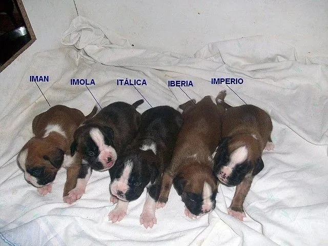 boxeramigos - CHAVAL DE CASA AZAHARES X VAJANA VON FAUSTO ...