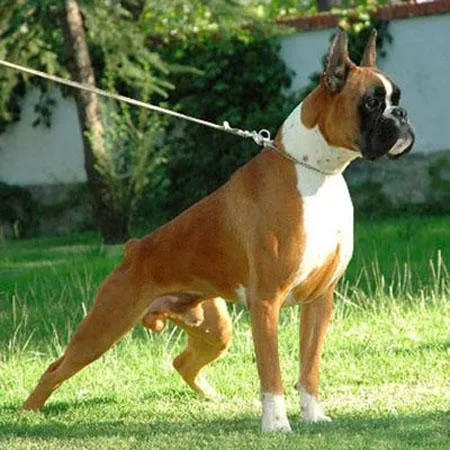 Sólo BóxerEl Boxer El eterno cahorro Alemania, Mejor perro mascota