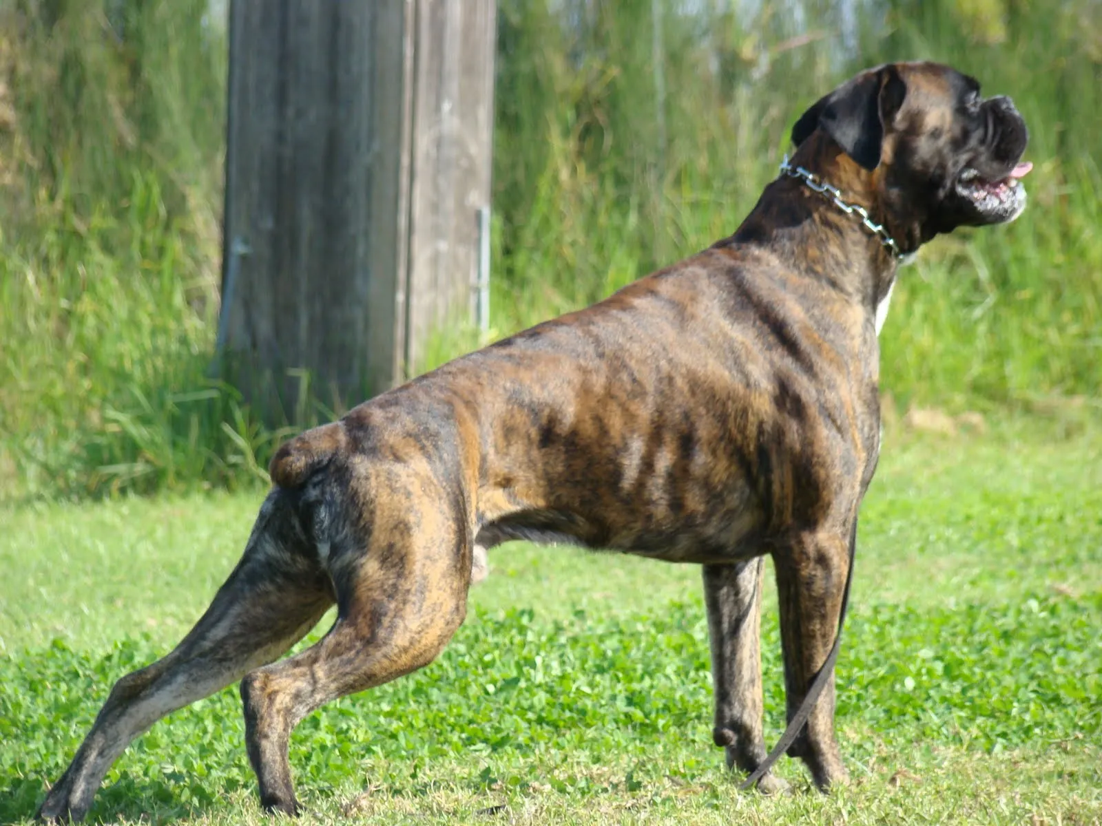 BOXERS DEL GRAN CORAJE: mayo 2010