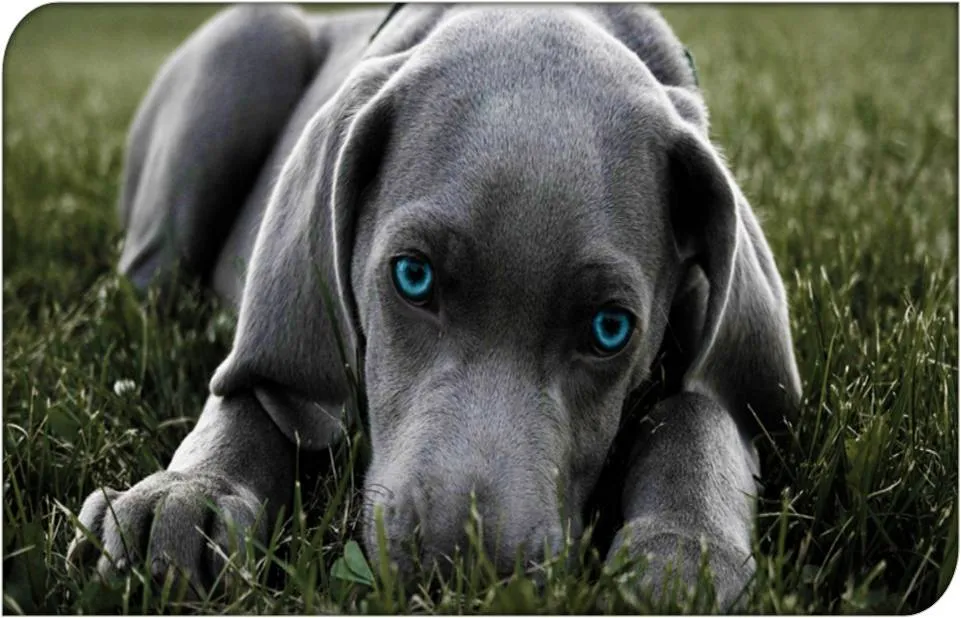 Braco de Weimaraner | Adiestrador canino