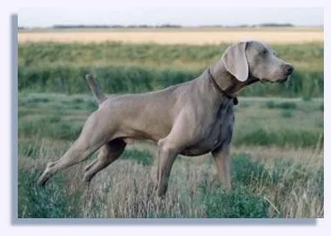 Braco de Weimaraner | Adiestrador canino