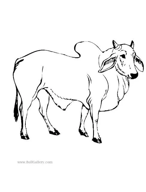 Brahma Bull Coloring Pages - Reinanco