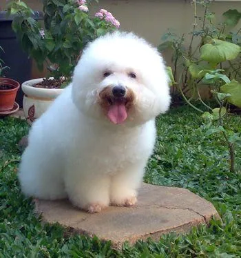 Brandy se veia igual que esta foto cuando estaba recien bañado...