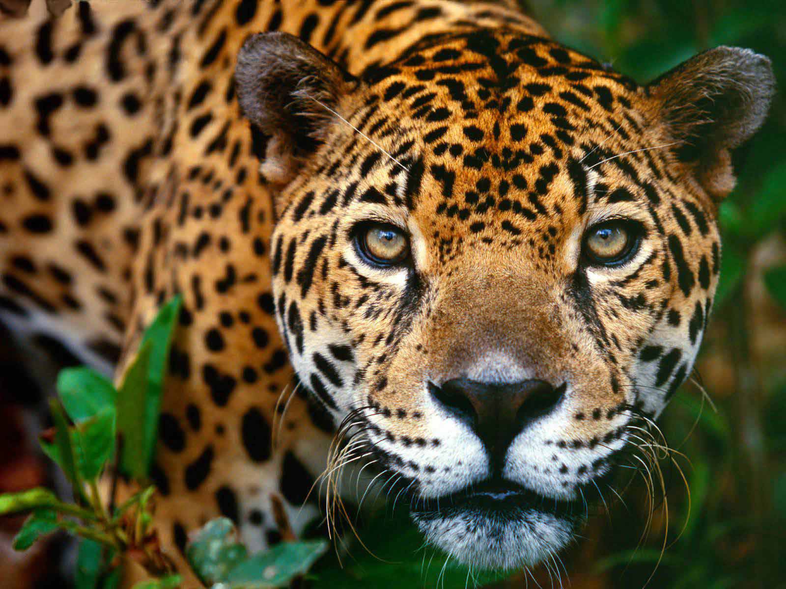  ... : En Brasil se investiga safaris ilegales para la caza de jaguares