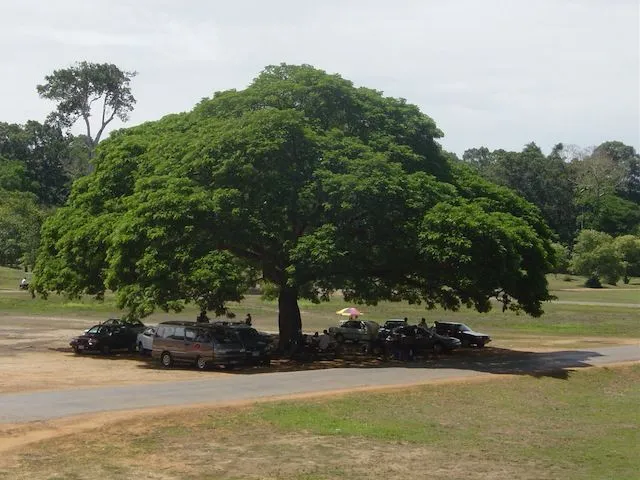 Brazilian Rain tree Bonsai progression - Bonsai Empire