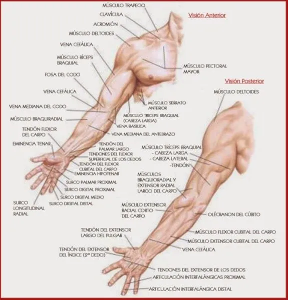 brazos ~ el cuerpo humano y sus partes explicado y dibujos