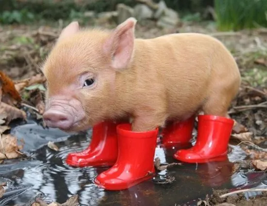 Breaking News: Cute Piglet Taking Over Internet – IFC