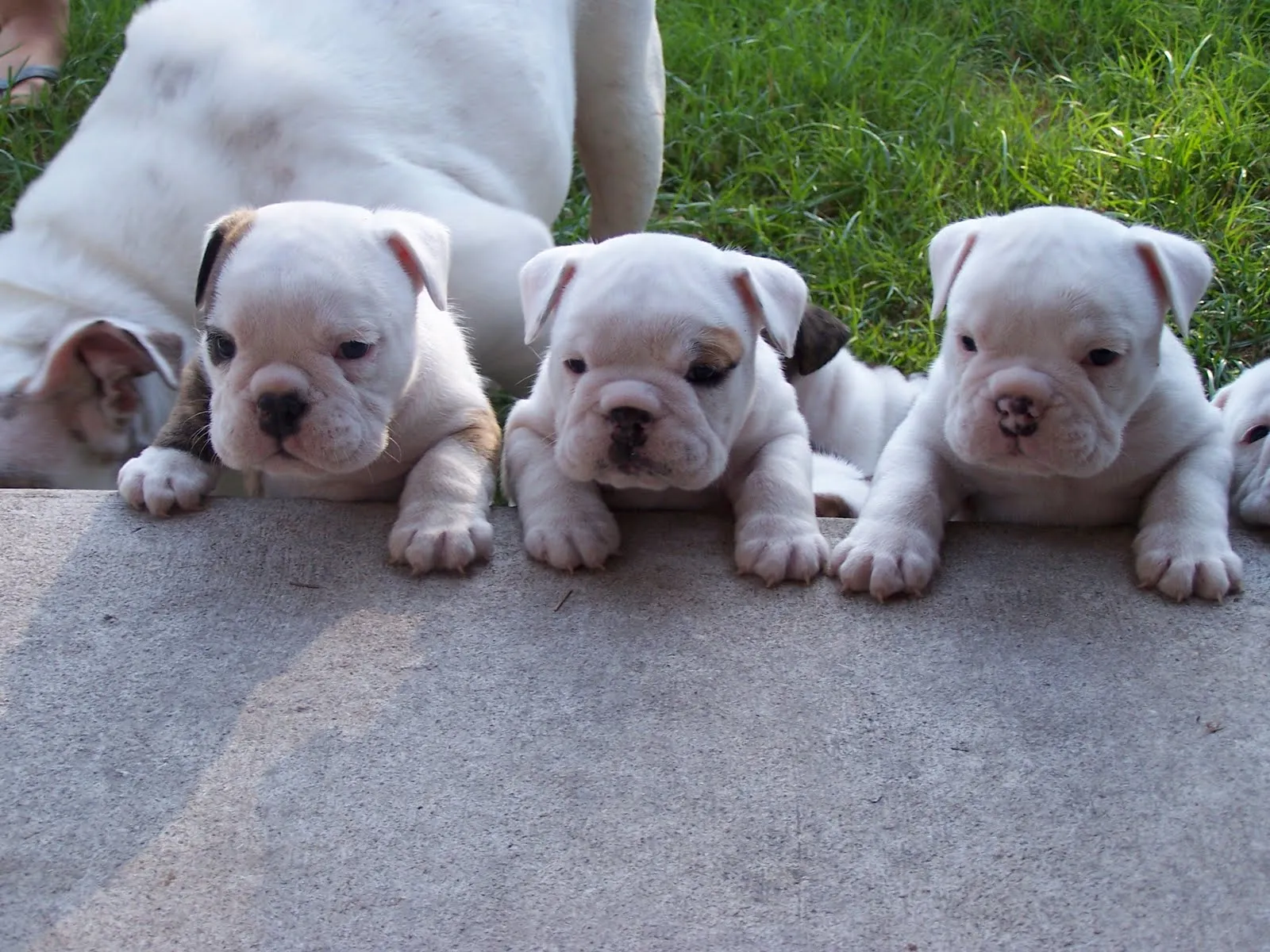 Breeds of Bulldog: all Bulldog breeds information: English Bulldog ...