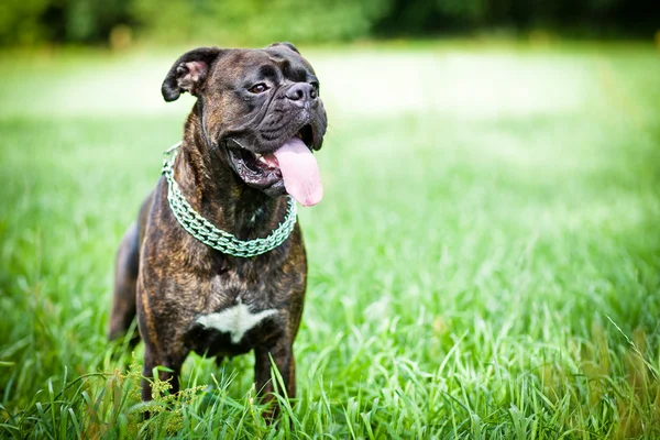 Brindle boxer dog standing in grass — Stock Photo © mathom #6149431