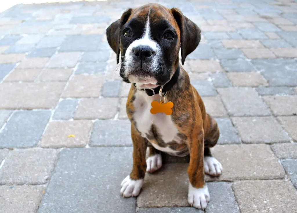 Brindle Boxer Puppy 2 by marchuntilmay on DeviantArt