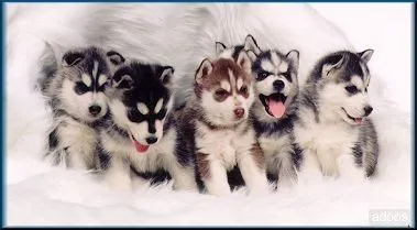 Broches: Husky Siberiano