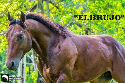 EL BRUJO" - De los Mejores Caballos que tiene el Coleo en el mundo ...