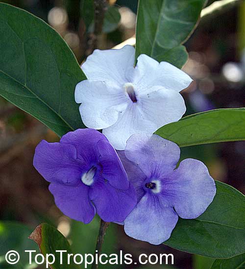 Brunfelsia grandiflora, Yesterday -Today -Tomorrow, Kiss-me-quick ...