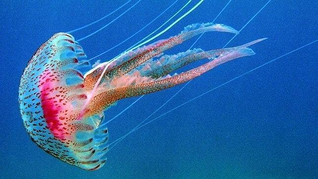 Brutal» e «inusual» llegada de medusas a las costas de Canarias ...