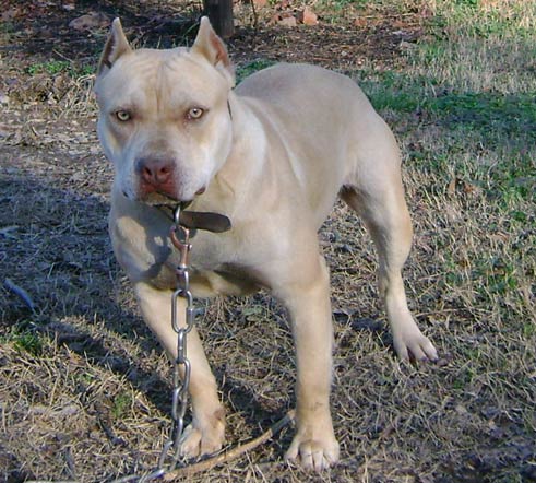 Bryant's Wild Ginger - Female Cream Colored Red Nose American Pit ...