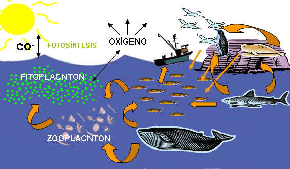 Grande Plancton (Inteligencia Colectiva) - Taringa!