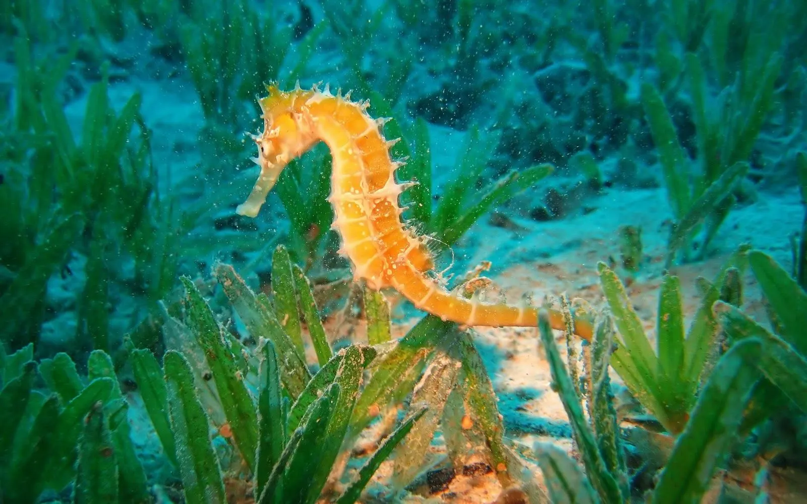 Buceo en seco: Animales MarinosBuceo en seco