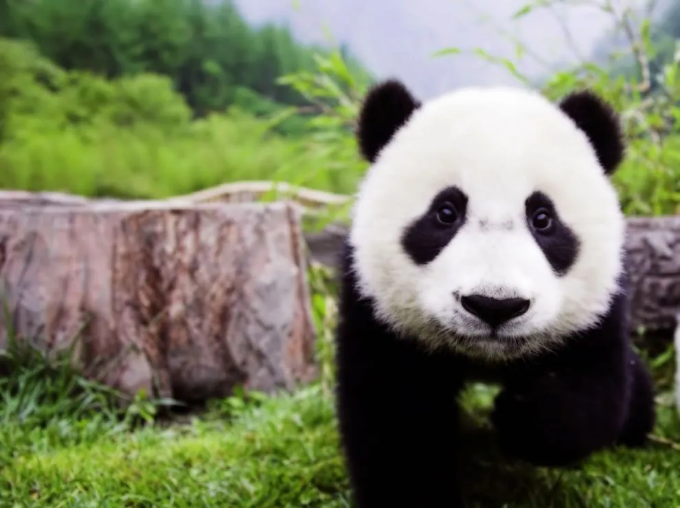 Buckets of Cute: Pandas at Sichuan Giant Panda Sanctuaries [42 Photos]