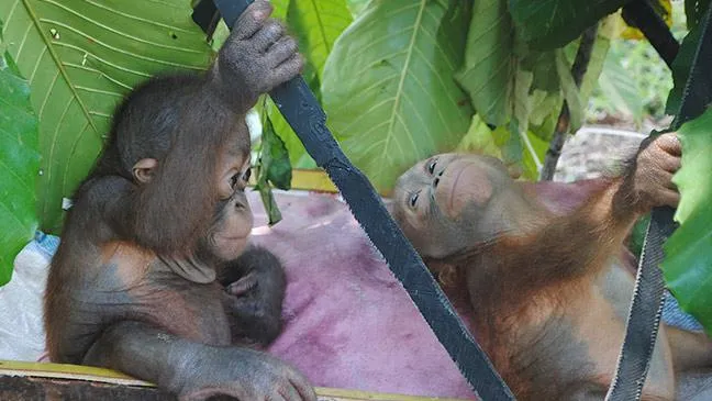 Budi gets a buddy – watch rescued baby ape meet another orangutan ...