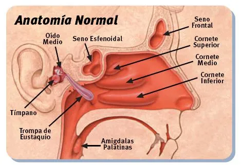 buenasterapias: La Lota: limpieza nasal profunda