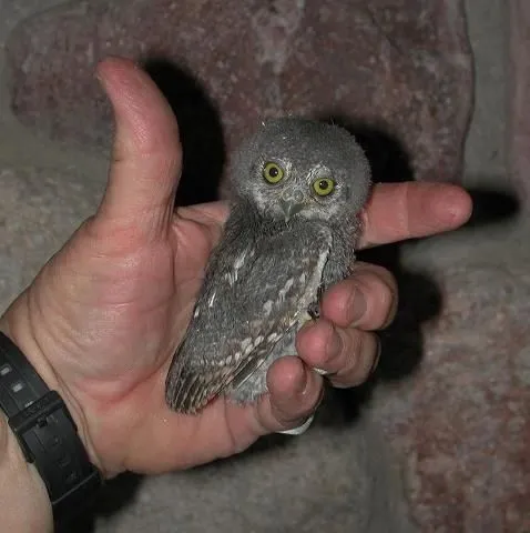 Un buho chiquito! A tiny Owl! | Owls