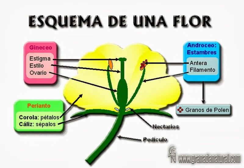 EL BUHO ENCANTADO: ESQUEMA DE LA FLOR. PARTES.