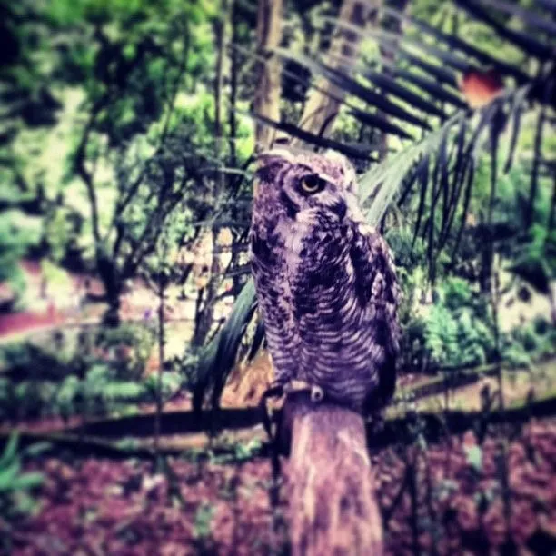 Creo que es un Búho o lechuza. #HarryPotter #Owl #Night #Bird ...