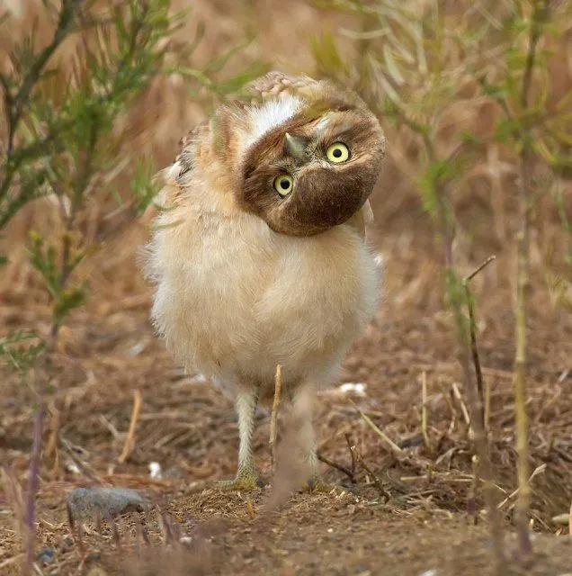 El búho que modela para los fotógrafos - Taringa!