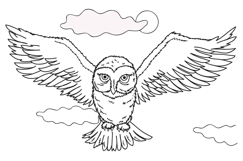 Buho volando dibujo - Imagui