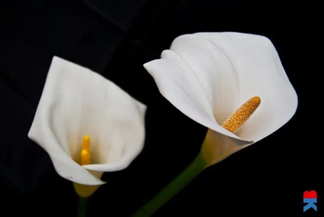 Bukira Kbo -Fotografía-: Calas